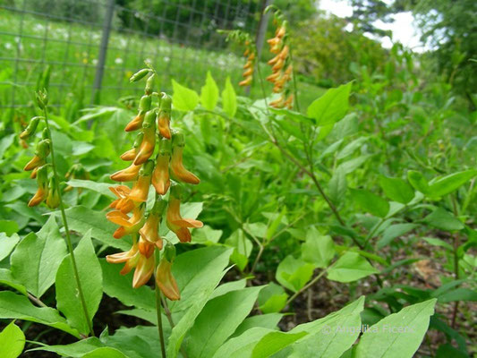 Lathyrus aureus © Mag. Angelika Ficenc