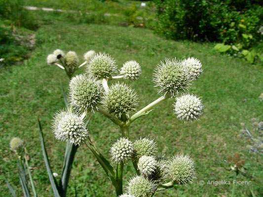 Eryngium yuccifolium - Yuccablättrige Mannstreu  © Mag. Angelika Ficenc