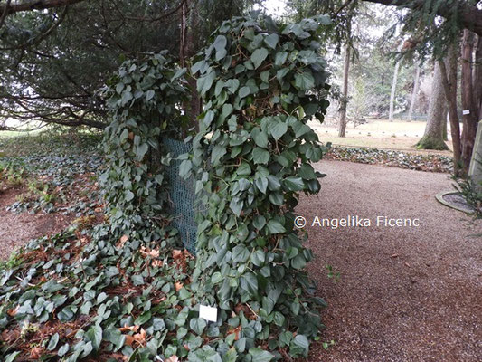 Hedera colchika © Mag. Angelika Ficenc