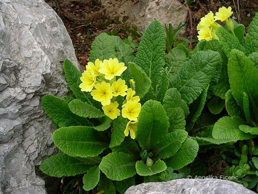 Primula edelbergii