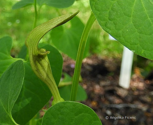 Aristolochia rotunda - Rundblättrige Osterluzei, Blüte  © Mag. Angelika Ficenc