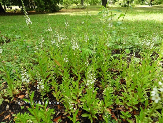 Lysimachia fortunei  © Mag. Angelika Ficenc