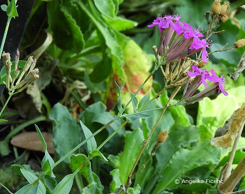 Silene mexicana, Blütenstand  © Mag. Angelika Ficenc