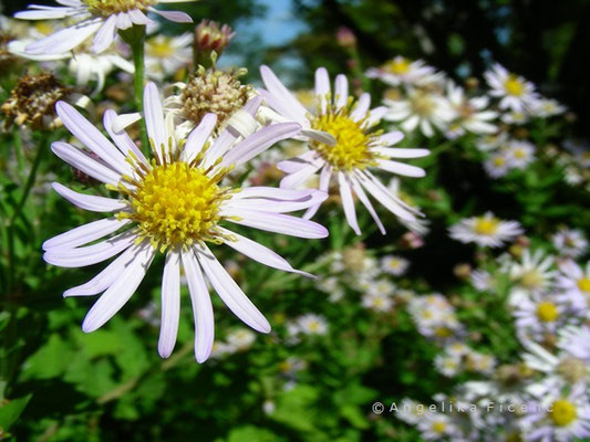 Aster ageratoides  © Mag. Angelika Ficenc