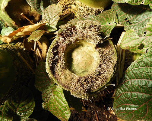 Dendrocalamus giganteus, Riesenbambus  © Mag. Angelika Ficenc