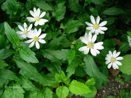 Aster savaeri - Japanaster  © Mag. Angelika Ficenc