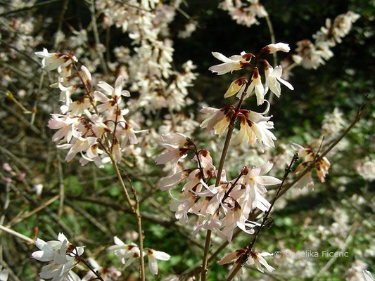 Abeliophyllum distichum - Schneeforsythie  © Mag. Angelika Ficenc