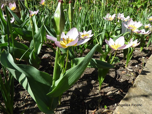 Tulipa "the First", Kaufmanniana Tulpe  © Mag. Angelika Ficenc