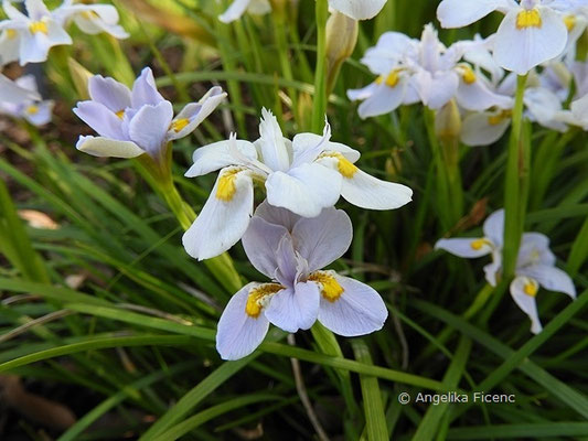 Iris Henryi   © Mag. Angelika Ficenc