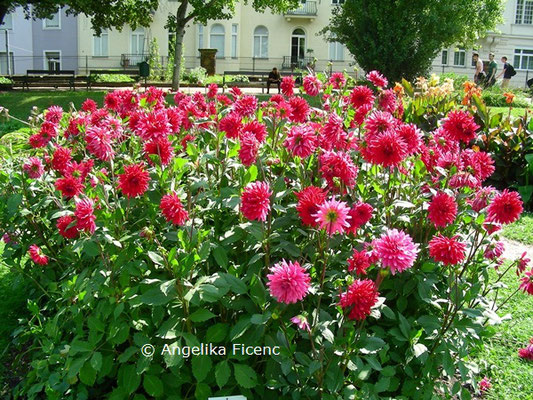 Dahlia "Universität Wien" © Mag. Angelika Ficenc