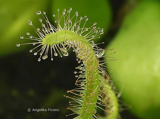 Drosera capensis - Kap Sonnentau  © Mag. Angelika Ficenc