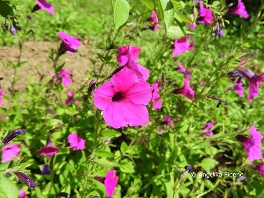 Petunia integrifolia  © Mag. Angelika Ficenc