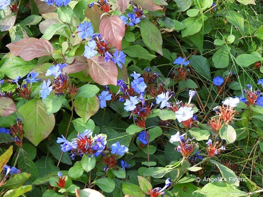 Ceratostigma plumbaginoides  © Mag. Angelika Ficenc