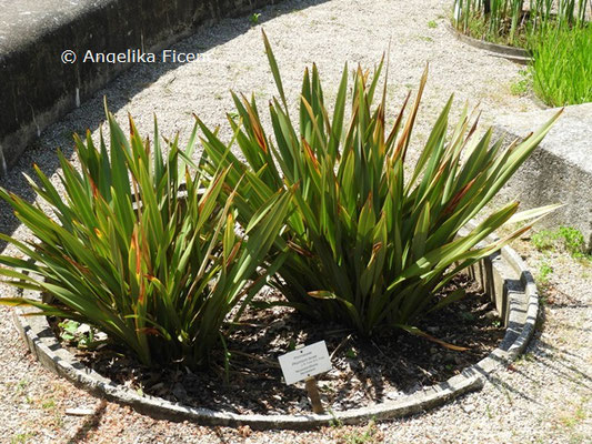 Phormium tenax   © Mag. Angelika Ficenc