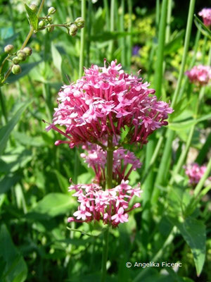 Kentranthus ruber - Spornblume  © Mag. Angelika Ficenc