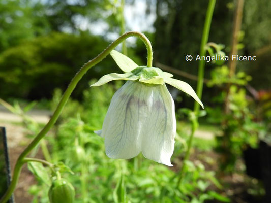 Codonopsis tangshen © Mag. Angelika Ficenc