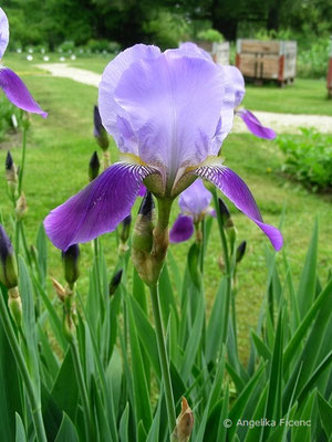 Iris macedonia   © Mag. Angelika Ficenc