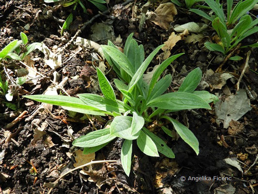 Mertensia primuloides - Blauglöckchen,   © Mag. Angelika Ficenc