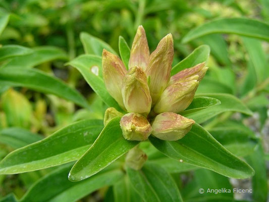 Gentiana crutiata - Kreuz Enzian,   © Mag. Angelika Ficenc