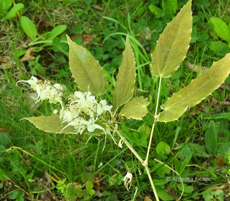 Epimedium latisepalum - Elfenblume  © Mag. Angelika Ficenc