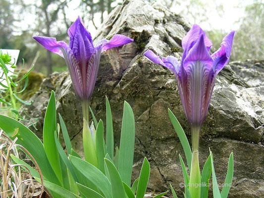 Iris pumila - Zwerg Iris, Aufgehende Blüten   © Mag. Angelika Ficenc