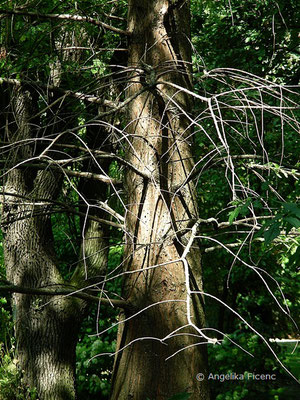 Taxodium distichum - Sumpfzypresse  © Mag. Angelika Ficenc