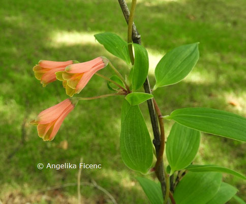 Bomarea hirtella © Mag. Angelika Ficenc