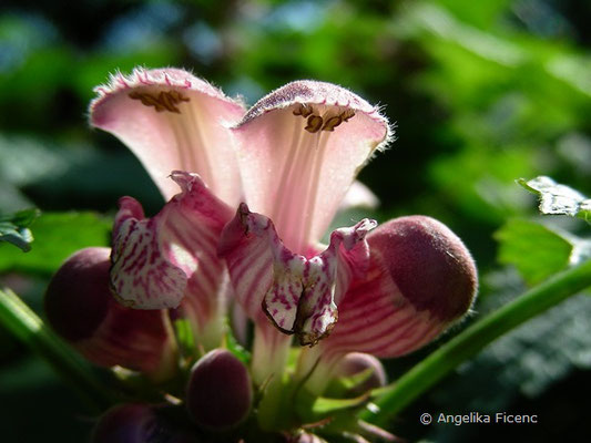 Lamium orvala - Nesselkönig  © Mag. Angelika Ficenc