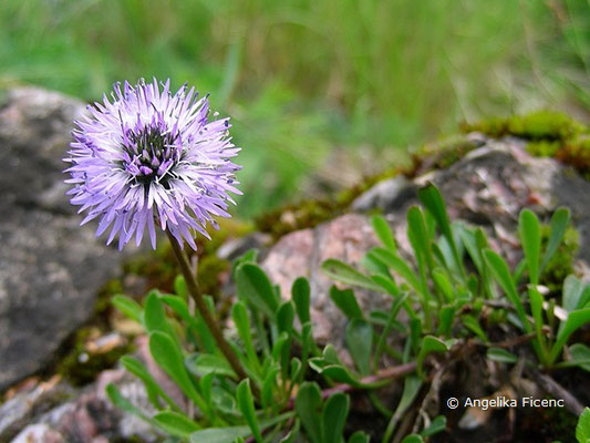 Globularia cordifolia - Herzblatt Kugelblume  © Mag. Angelika Ficenc