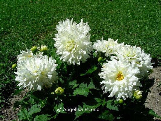 Dahlia "Aspen"   © Mag. Angelika Ficenc