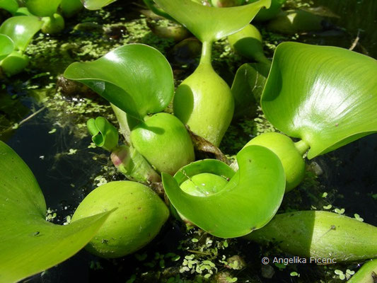 Eichhornia crassipes - Wasserhyazinthe  © Mag. Angelika Ficenc