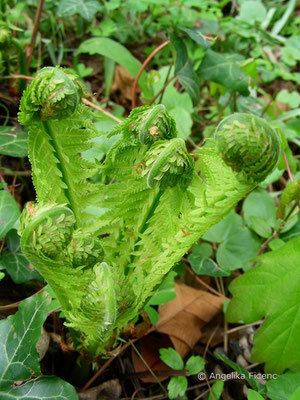 Matteuccia struthiopteris - Straußenfarn  © Mag. Angelika Ficenc