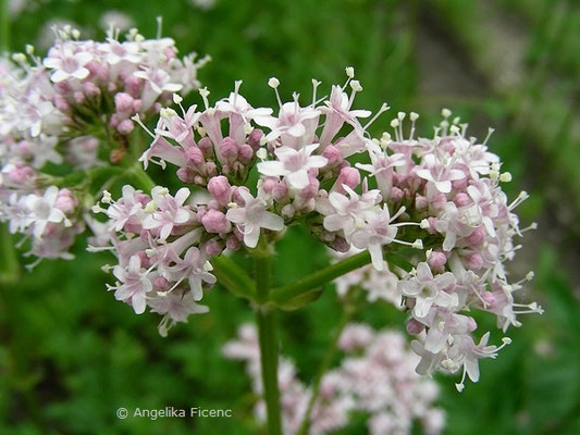 Valeriana officinalis - Echter Baldrian  © Mag. Angelika Ficenc