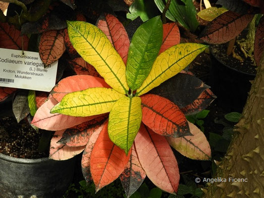 Clerodendrum thomsonie © Mag. Angelika Ficenc