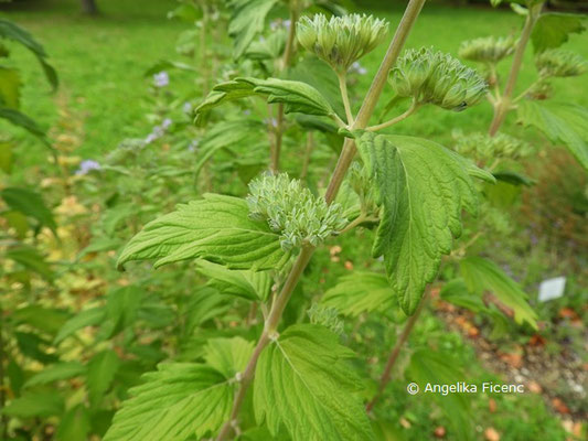 Caryopteris incana  © Mag. Angelika Ficenc