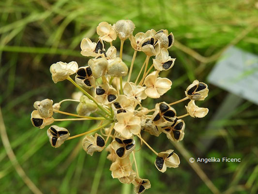 Allium denudatum   © Mag. Angelika Ficenc