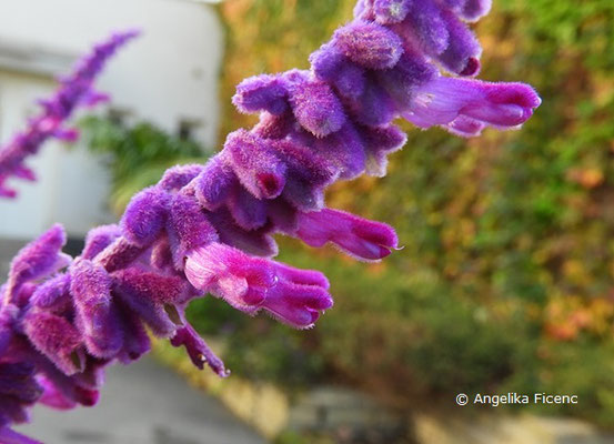 Salvia leucantha "Midnight" - Strauchiger Salbei,Blüten  © Mag. Angelika Ficenc