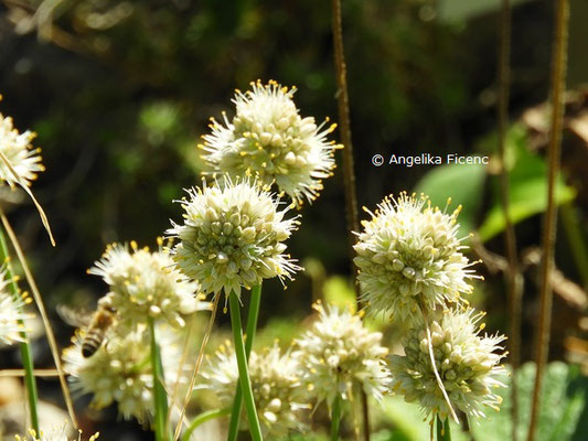 Allium saxatile subsp. tergestinum  © Mag. Angelika Ficenc