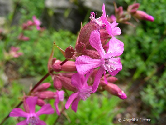 Lychnis viscaria - Gewöhnliche Pechnelke  © Mag. Angelika Ficenc