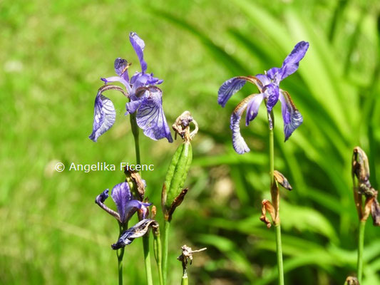 Iris sanguinea x I. sibirica  © Mag. Angelika Ficenc