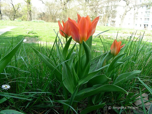Tulipa toronto  © Mag. Angelika Ficenc