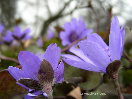 Hepatica transsylvanica - Siebenbürgisches Leberblümchen  © Mag. Angelika Ficenc