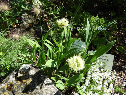 Allium victoralis   © Mag. Angelika Ficenc