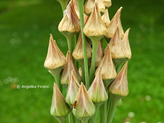  Allium siculum © Mag. Angelika Ficenc