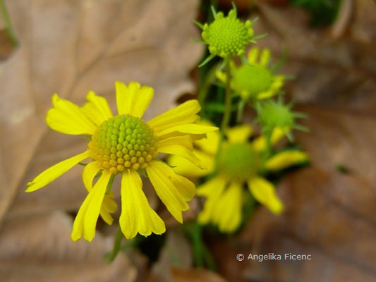 Helenium amarum - Sonnenbraut