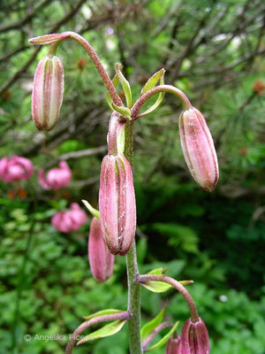   © Mag. Angelika Ficenc  Lilium martagon - Türkenbundlilie