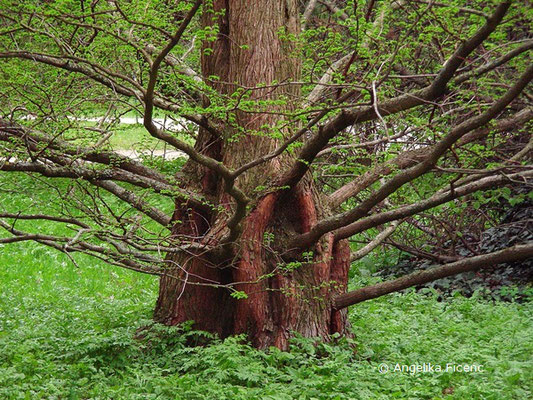 Metasequoia glyptostroboides - Chinesisches Rotholz,   © Mag. Angelika Ficenc