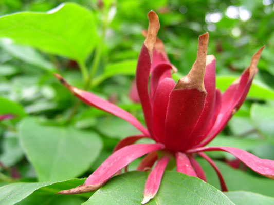 Calycanthus occidentalis - Echter Gewürzstrauch  © Mag. Angelika Ficenc