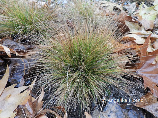 Festuca filiformis © Mag. Angelika Ficenc