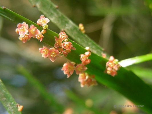 Phyllanthus arbuscula - Blattblüte   © Mag. Angelika Ficenc